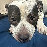 Ace joined the competition — help win amazing prizes! dog, close_up, resting, sleepy, blue_cushion, blanket, indoor, pet, fur, black_and_white, animal, canine, snout, paw, relaxed, cute, domestic_animal, face, lying_down, cozy