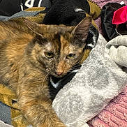 Princess is registered to the contest to win money with this photo: cat, tortoiseshell_cat, animal, pet, feline, fur, whiskers, blanket, towel, soft, cozy, resting, relaxed, indoor, closeup, laying_down, sleepy, paw, ear, face