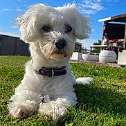 Tina a rejoint le concours — aidez-le/la à gagner de superbes lots ! dog, white_dog, grass, outdoor, sunny, blue_sky, clouds, collar, pet, garden, relaxing, furry, small_dog, nature, summer, daylight, animal, cute, fluffy, peaceful