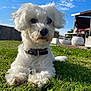 dog, white_dog, grass, outdoor, sunny, blue_sky, clouds, collar, pet, garden, relaxing, furry, small_dog, nature, summer, daylight, animal, cute, fluffy, peaceful