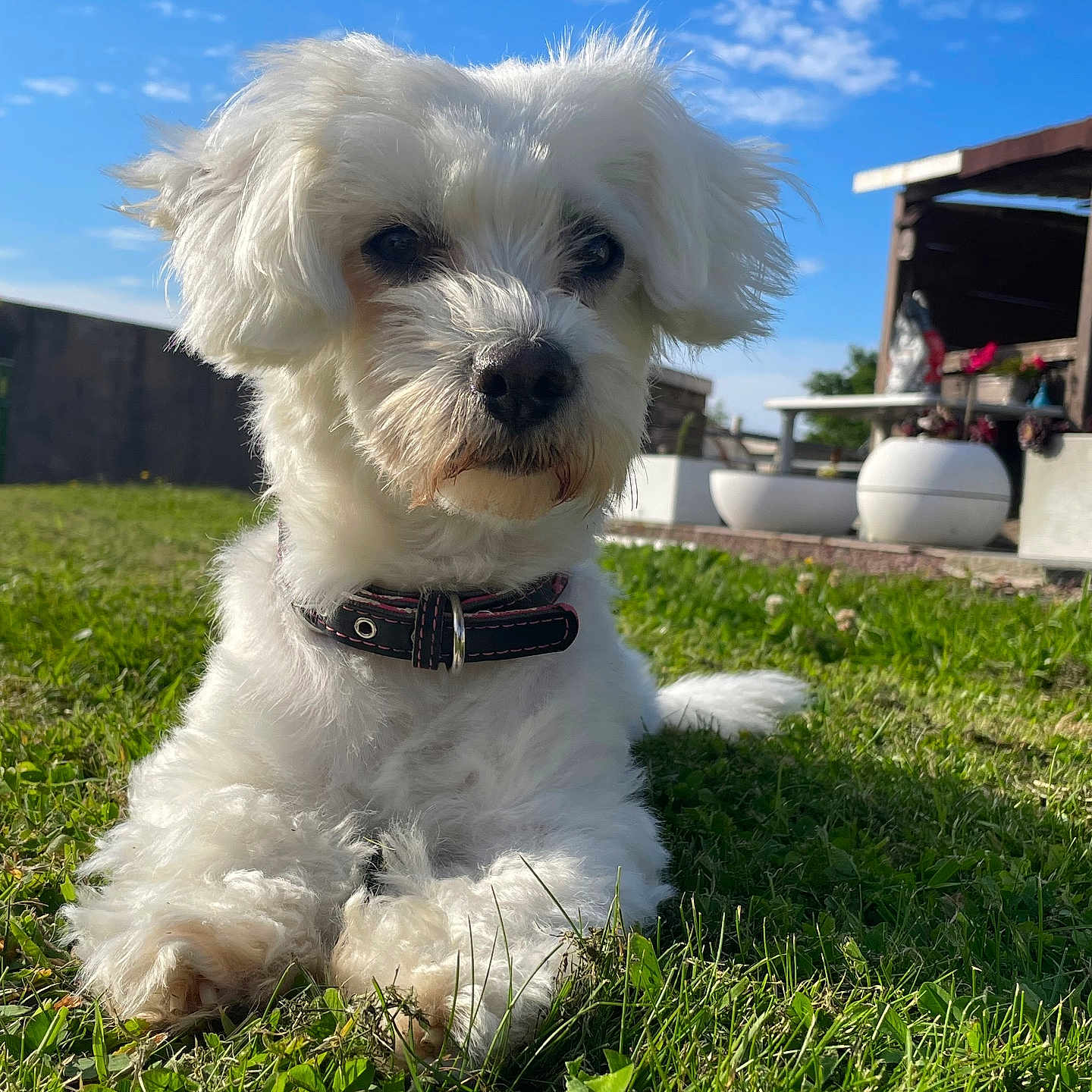 Tina a rejoint le concours — aidez-le/la à gagner de superbes lots ! animal, blue_sky, clouds, collar, cute, daylight, dog, fluffy, furry, garden, grass, nature, outdoor, peaceful, pet, relaxing, small_dog, summer, sunny, white_dog