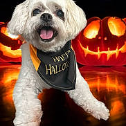 Rocky joined the competition — help win amazing prizes! dog, white_dog, fluffy, small_dog, pet, canine, portrait, halloween, pumpkin, jack_o_lantern, costume, bandana, happy, smiling, open_mouth, outdoor, festive, orange_lighting, dramatic_background, holiday