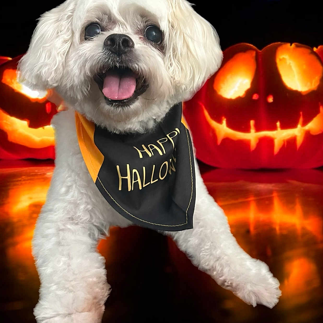 Rocky joined the competition — help win amazing prizes! dog, white_dog, fluffy, small_dog, pet, canine, portrait, halloween, pumpkin, jack_o_lantern, costume, bandana, happy, smiling, open_mouth, outdoor, festive, orange_lighting, dramatic_background, holiday