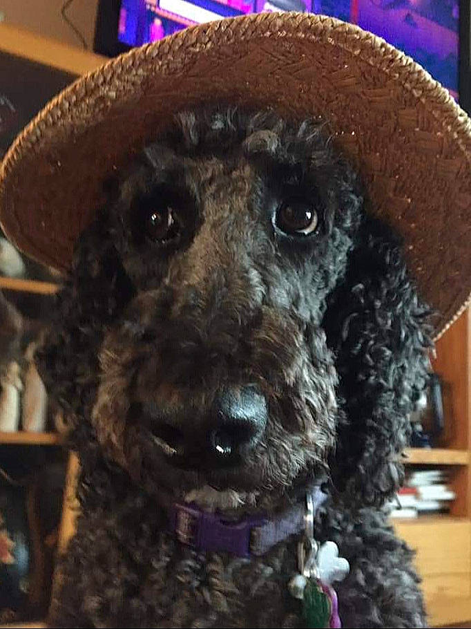 Luna Mae is registered to the contest to win money with this photo: canidae, cap, carnivore, collar, companion_dog, dog, dog_breed, dog_collar, fashion_accessory, fur, hat, metal, poodle, ringlet, snout, sporting_group, toy, toy_dog, water_dog, working_animal