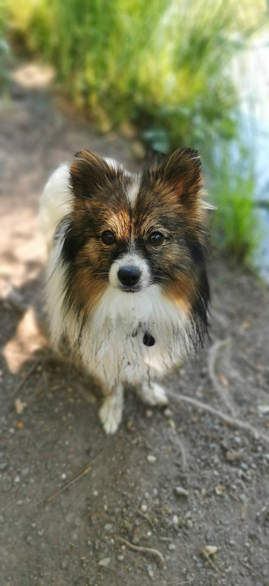 Ezio a rejoint le concours — aidez-le/la à gagner de superbes lots ! art, canidae, carnivore, companion_dog, dog, dog_breed, fawn, fur, grass, plant, snout, soil, sporting_group, tail, terrestrial_animal, toy_dog, whiskers, wildlife, working_animal