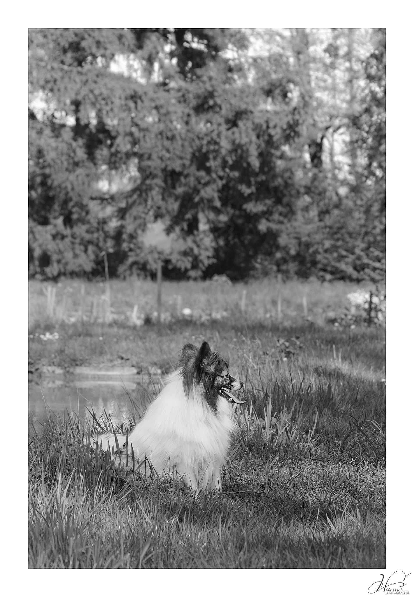Ezio participe au concours pour gagner de l'argent avec cette photo : art, big_cats, black_and_white, carnivore, companion_dog, felidae, fur, grass, grassland, landscape, masai_lion, monochrome, monochrome_photography, natural_landscape, plant, stock_photography, terrestrial_animal, tree, whiskers, wildlife