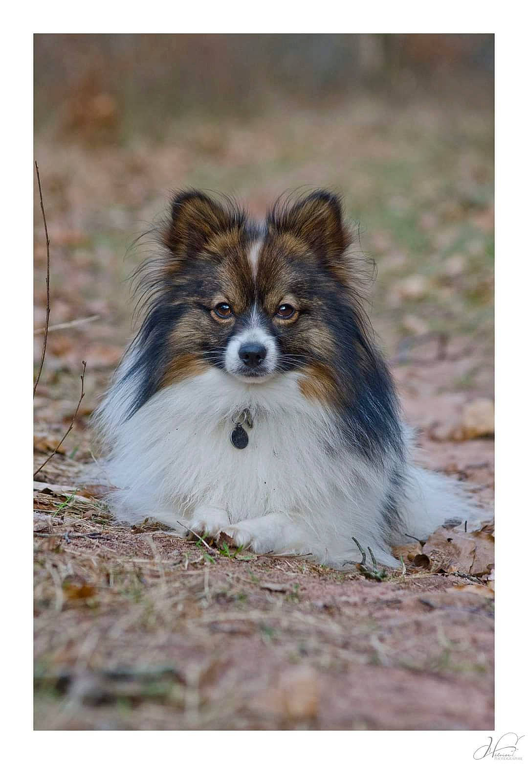 Ezio a rejoint le concours — aidez-le/la à gagner de superbes lots ! canidae, carnivore, companion_dog, dog, dog_breed, fur, snout, terrestrial_animal, whiskers