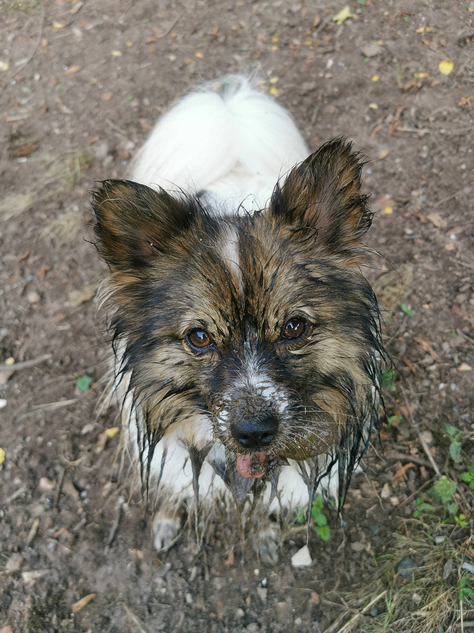 Ezio a rejoint le concours — aidez-le/la à gagner de superbes lots ! canidae, carnivore, companion_dog, dog, dog_breed, fawn, fur, grass, sitting, small_terrier, snout, soil, sporting_group, terrestrial_animal, toy_dog, whiskers, wildlife, yorkipoo