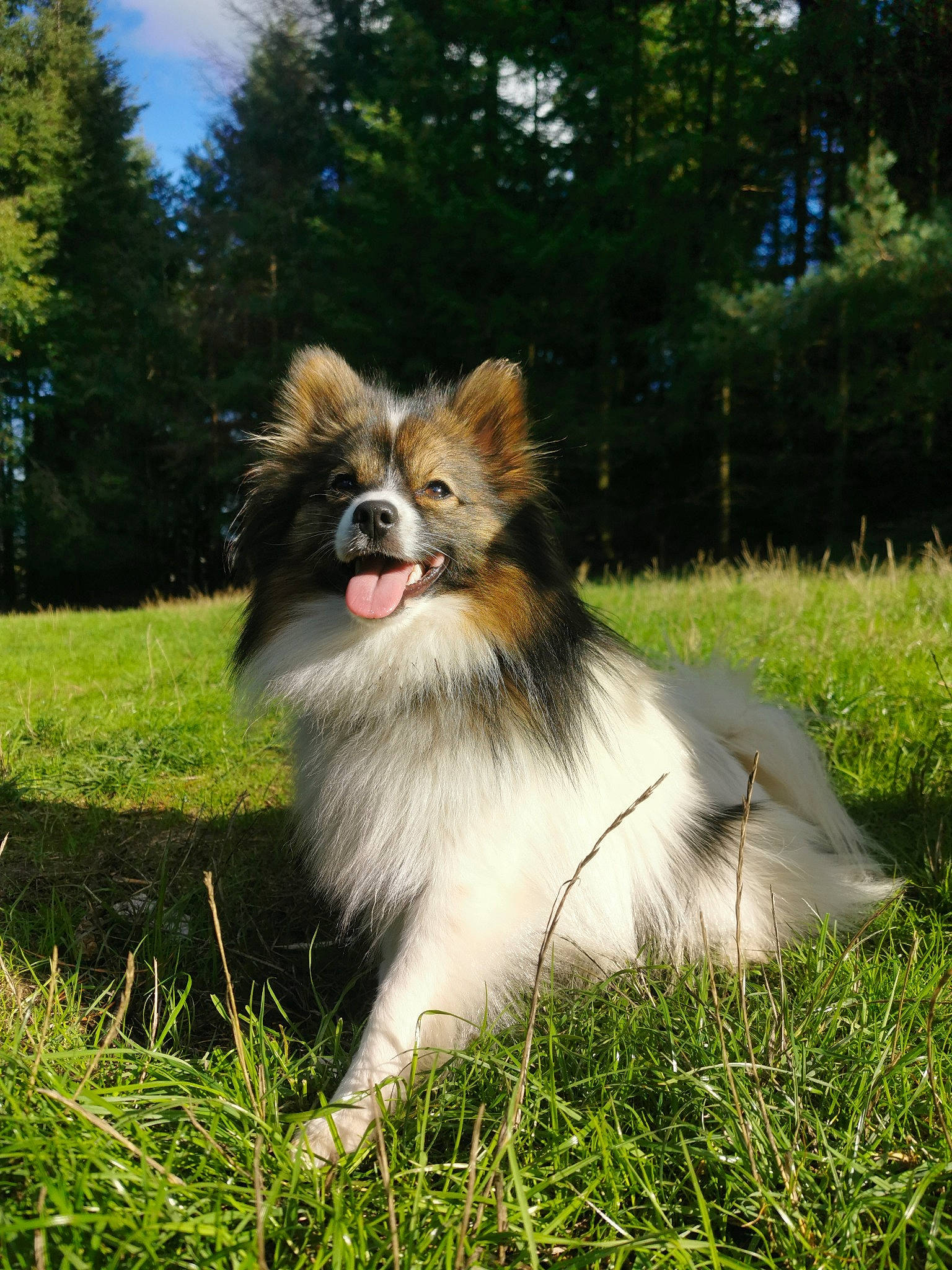 Ezio a rejoint le concours — aidez-le/la à gagner de superbes lots ! biting, canidae, carnivore, cloud, collie, companion_dog, dog_breed, fawn, fur, grass, grassland, plant, primate, shetland_sheepdog, sky, sporting_group, tail, terrestrial_animal, tree, wildlife