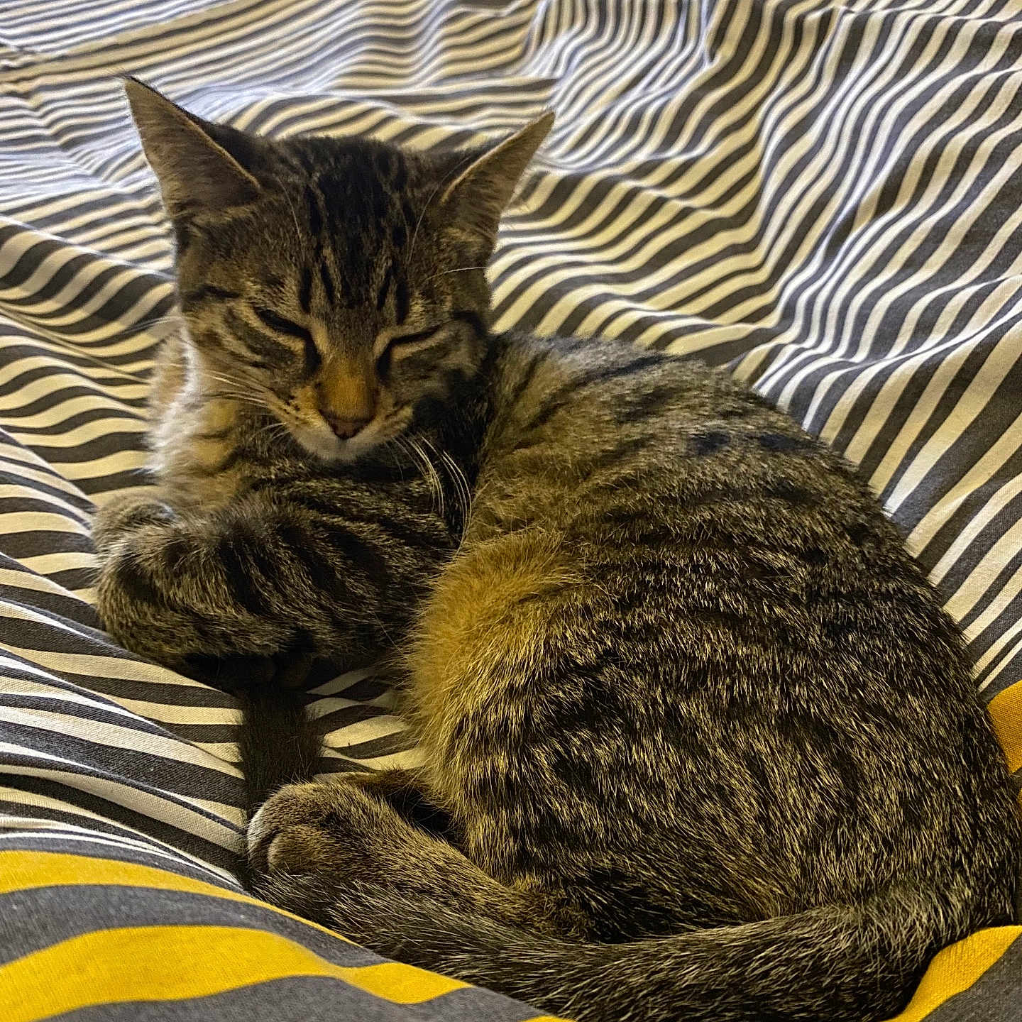 Venom participe au concours pour gagner de l'argent avec cette photo : abyssinian, animal, bed, bedroom, blanket, cat, couch, cushion, egyptiancat, furniture, homedecor, indoors, kitten, linen, manx, person, pet, quilt, room, sleeping