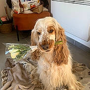 Jaïha a rejoint le concours — aidez-le/la à gagner de superbes lots ! dog, flower, bouquet, indoor, blanket, pet, long_hair, wavy_fur, brown_and_white, floor, home, cozy, sitting, cute, animal, domestic, gift, present, decor, relaxed