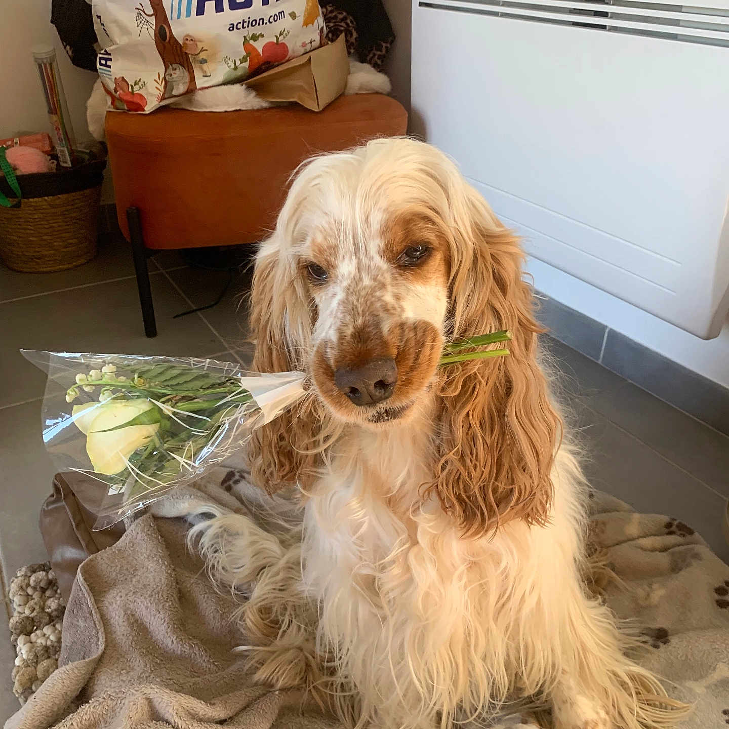 Jaïha a rejoint le concours — aidez-le/la à gagner de superbes lots ! dog, flower, bouquet, indoor, blanket, pet, long_hair, wavy_fur, brown_and_white, floor, home, cozy, sitting, cute, animal, domestic, gift, present, decor, relaxed