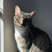 Elena joined the competition — help win amazing prizes! cat, tabby_cat, pet, animal, whiskers, fur, window, sunlight, shadow, indoor, gray_wall, portrait, sitting, ears, face, domestic_cat, cute, feline, closeup