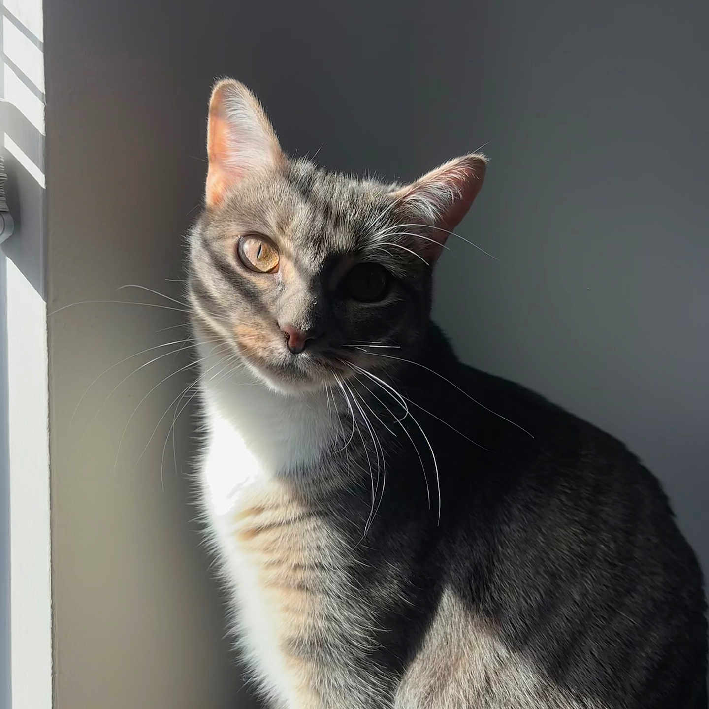 Elena joined the competition — help win amazing prizes! animal, cat, closeup, cute, domestic_cat, ears, face, feline, fur, gray_wall, indoor, pet, portrait, shadow, sitting, sunlight, tabby_cat, whiskers, window