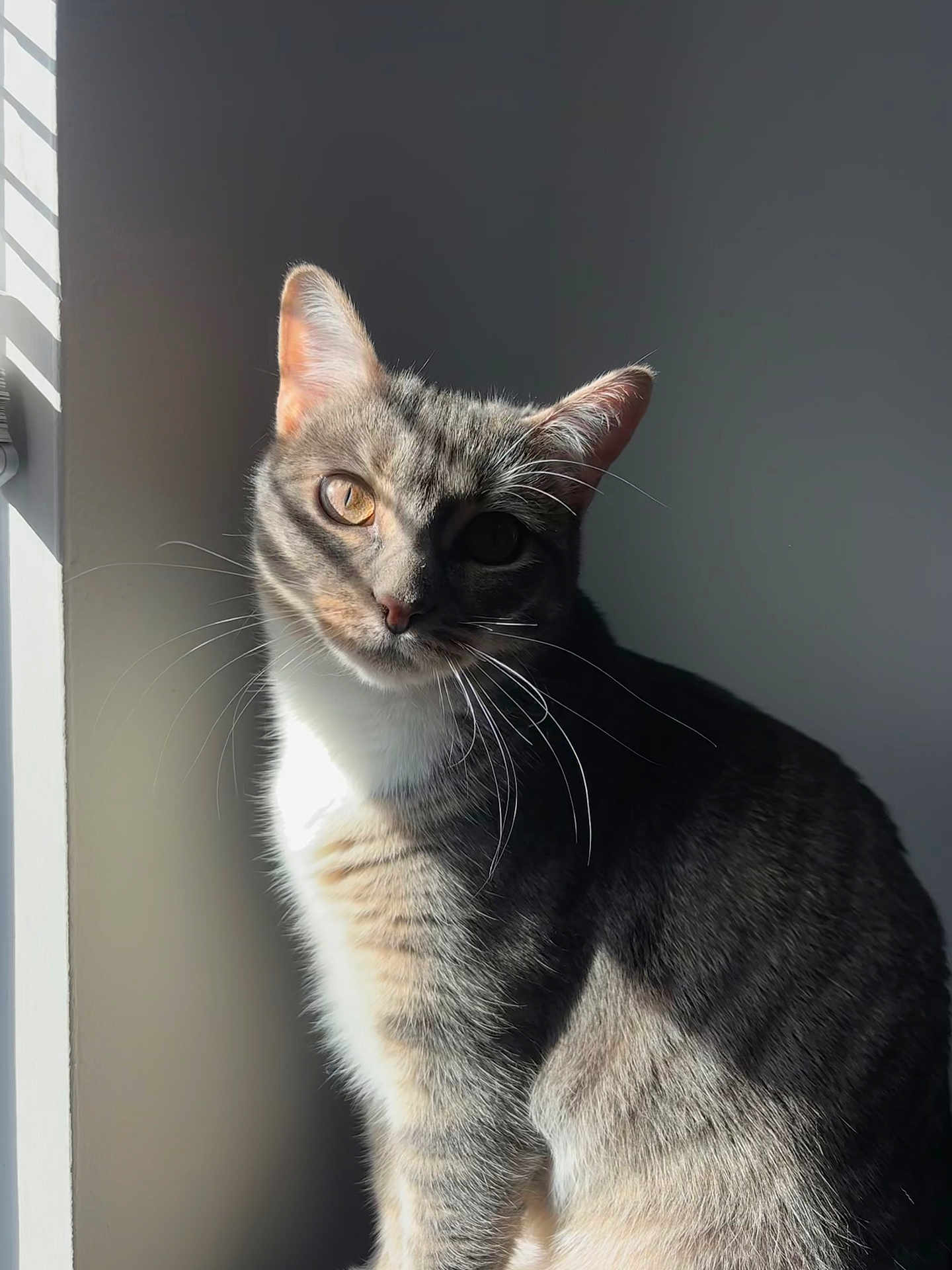 Elena joined the competition — help win amazing prizes! cat, tabby_cat, pet, animal, whiskers, fur, window, sunlight, shadow, indoor, gray_wall, portrait, sitting, ears, face, domestic_cat, cute, feline, closeup