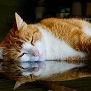 Ninja participe au concours pour gagner de l'argent avec cette photo : cat, orange_cat, white_cat, sleeping, resting, reflection, mirror_image, fur, whiskers, close_up, pet, animal, indoor, calm, peaceful, cute, relaxation, face, ears, pink_nose
