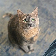 Marvel joined the competition — help win amazing prizes! cat, green_eyes, fur, pet, animal, portrait, looking_up, indoor, blurry_background, cute, whiskers, ears, feline, soft_light, closeup, sitting, domestic_cat, mammal, curious, companion
