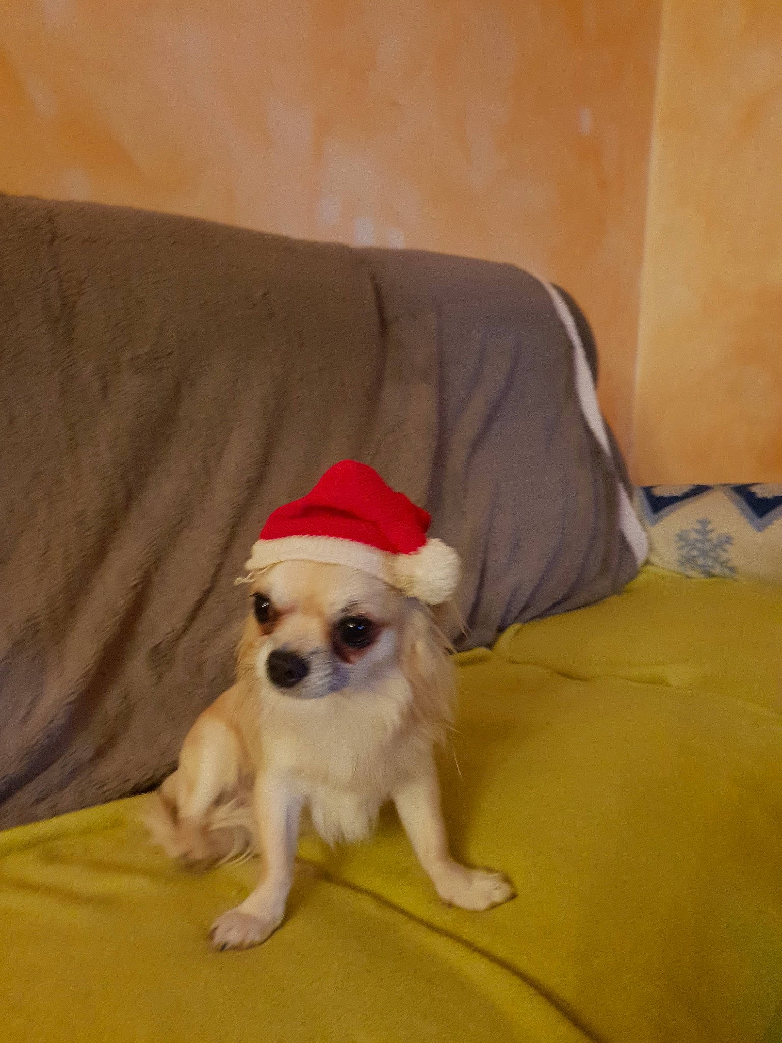 Nanar participe au concours pour gagner de l'argent avec cette photo : canidae, carnivore, chihuahua, companion_dog, dog, dog_breed, fawn, mammal, puppy, skin, snout, sporting_group, toy_dog, vertebrate