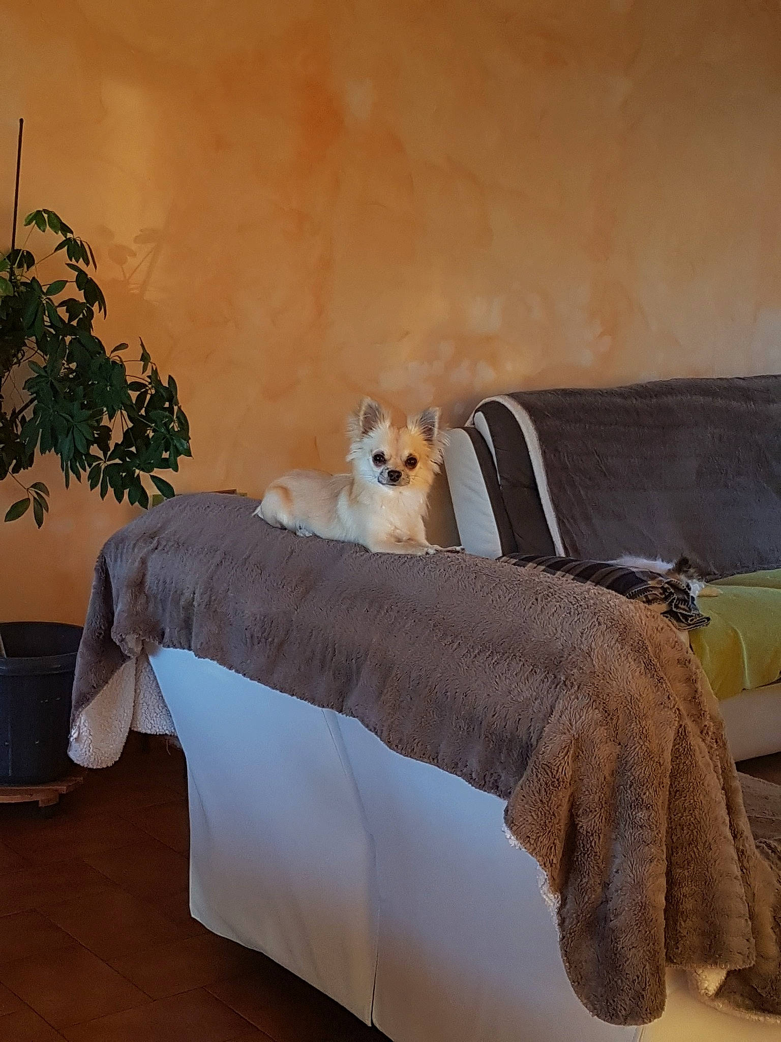 Nanar participe au concours pour gagner de l'argent avec cette photo : bed, bed_sheet, canidae, carnivore, companion_dog, couch, dog, fawn, furniture, interior_design, mammal, pembroke_welsh_corgi, pomeranian, room, slipcover