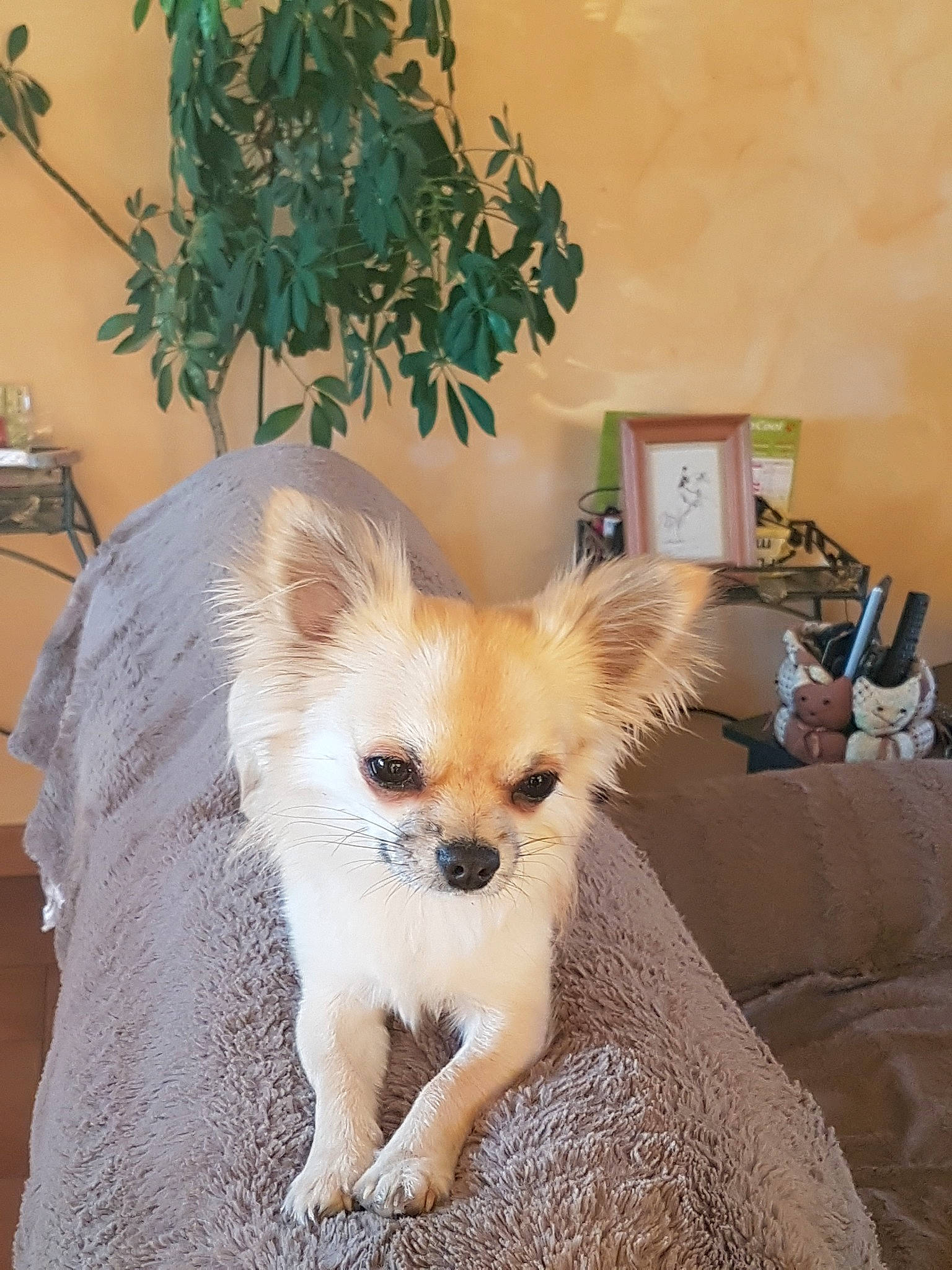 Nanar a rejoint le concours — aidez-le/la à gagner de superbes lots ! canidae, carnivore, chihuahua, companion_dog, dog, dog_breed, ear, fawn, mammal, pomeranian, puppy, skin, snout, toy_dog, vertebrate, whiskers