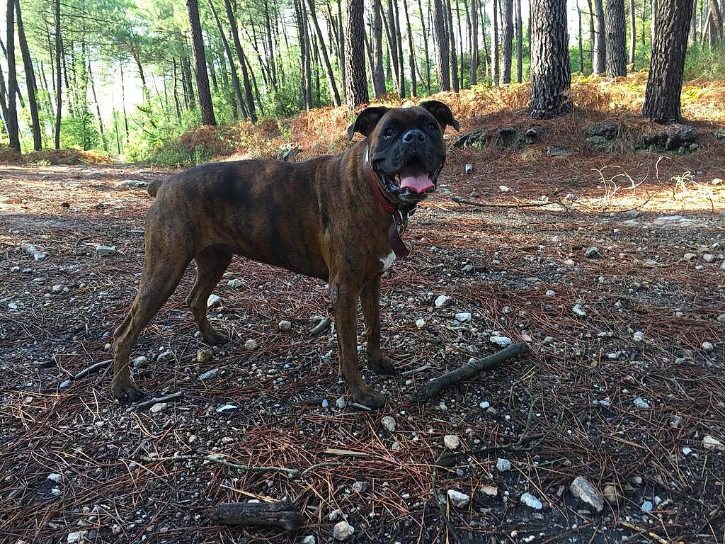 Fidjy a rejoint le concours — aidez-le/la à gagner de superbes lots ! alano_espanol, alaunt, bandog, boerboel, bullmastiff, canidae, carnivore, dog, dog_breed, dogo_sardesco, fawn, guard_dog, mammal, molosser, mountain_cur, perro_de_presa_canario, perro_de_presa_mallorquin, sporting_group, tree, vertebrate