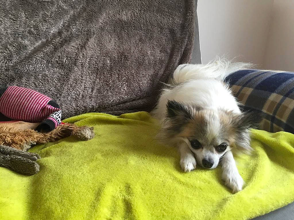 Iris participe au concours pour gagner de l'argent avec cette photo : cairn_terrier, canidae, carnivore, chinese_crested_dog, companion_dog, dog, dog_breed, mammal, nap, pomeranian, puppy, shih_tzu, toy_dog