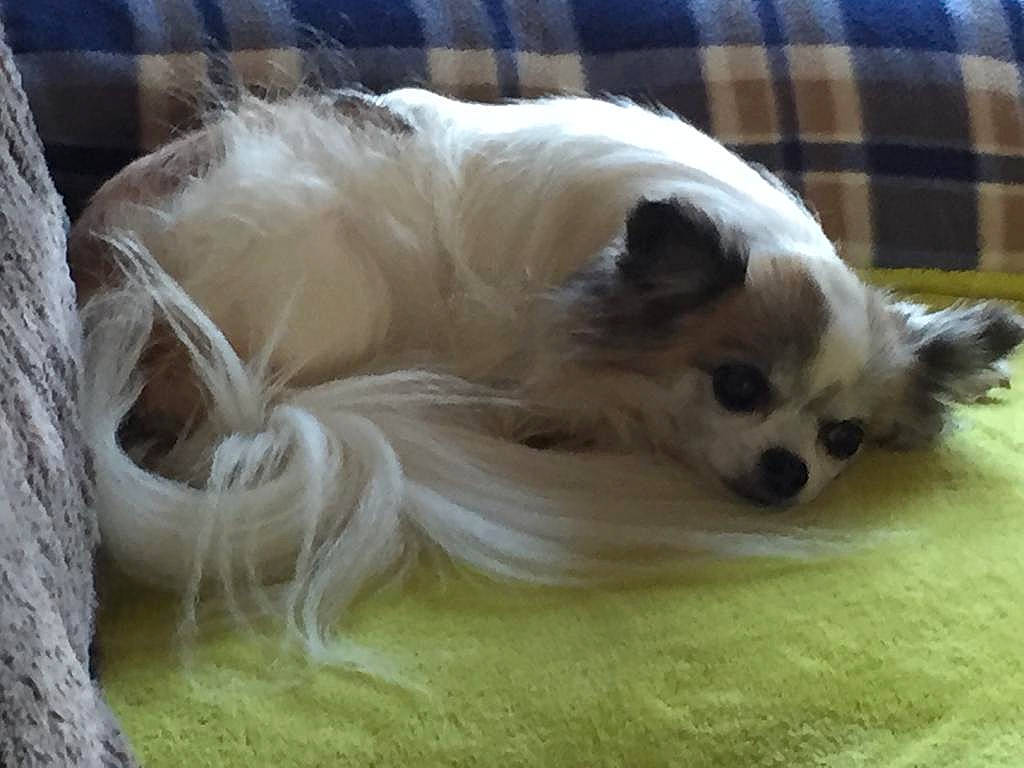 Iris a rejoint le concours — aidez-le/la à gagner de superbes lots ! canidae, carnivore, chinese_crested_dog, companion_dog, dog, dog_breed, fawn, mammal, pomeranian, puppy, snout, sporting_group, tibetan_spaniel, toy_dog, vertebrate