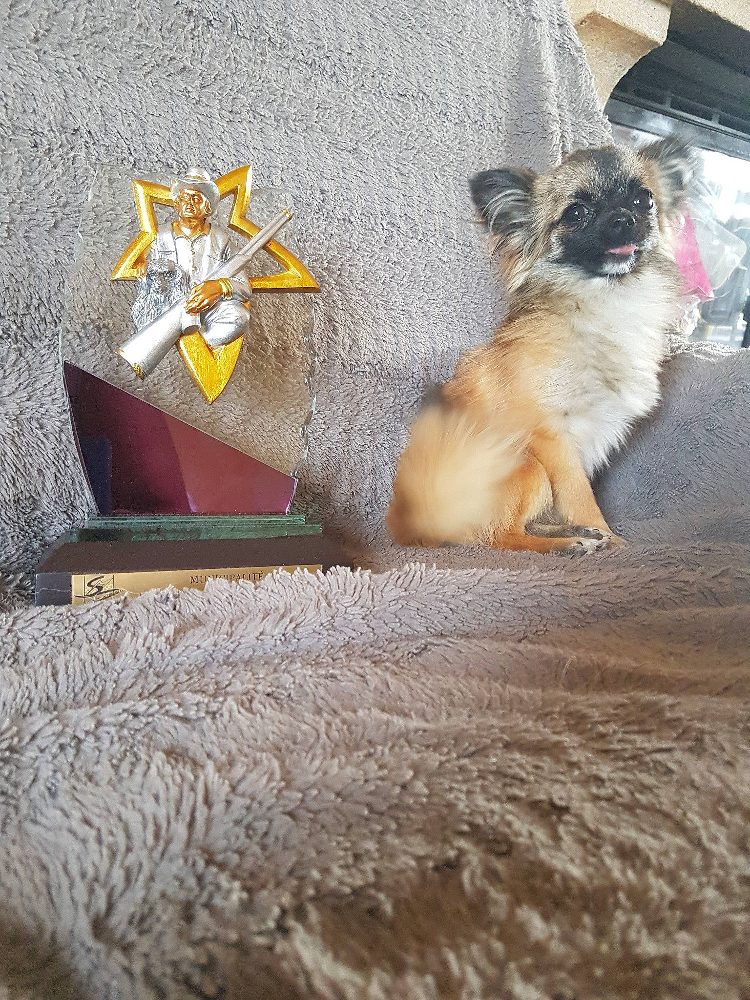 Maya Du Domaine Des Truffes Rose a rejoint le concours — aidez-le/la à gagner de superbes lots ! canidae, carnivore, chihuahua, dog, dog_breed, fawn, puppy, toy_dog