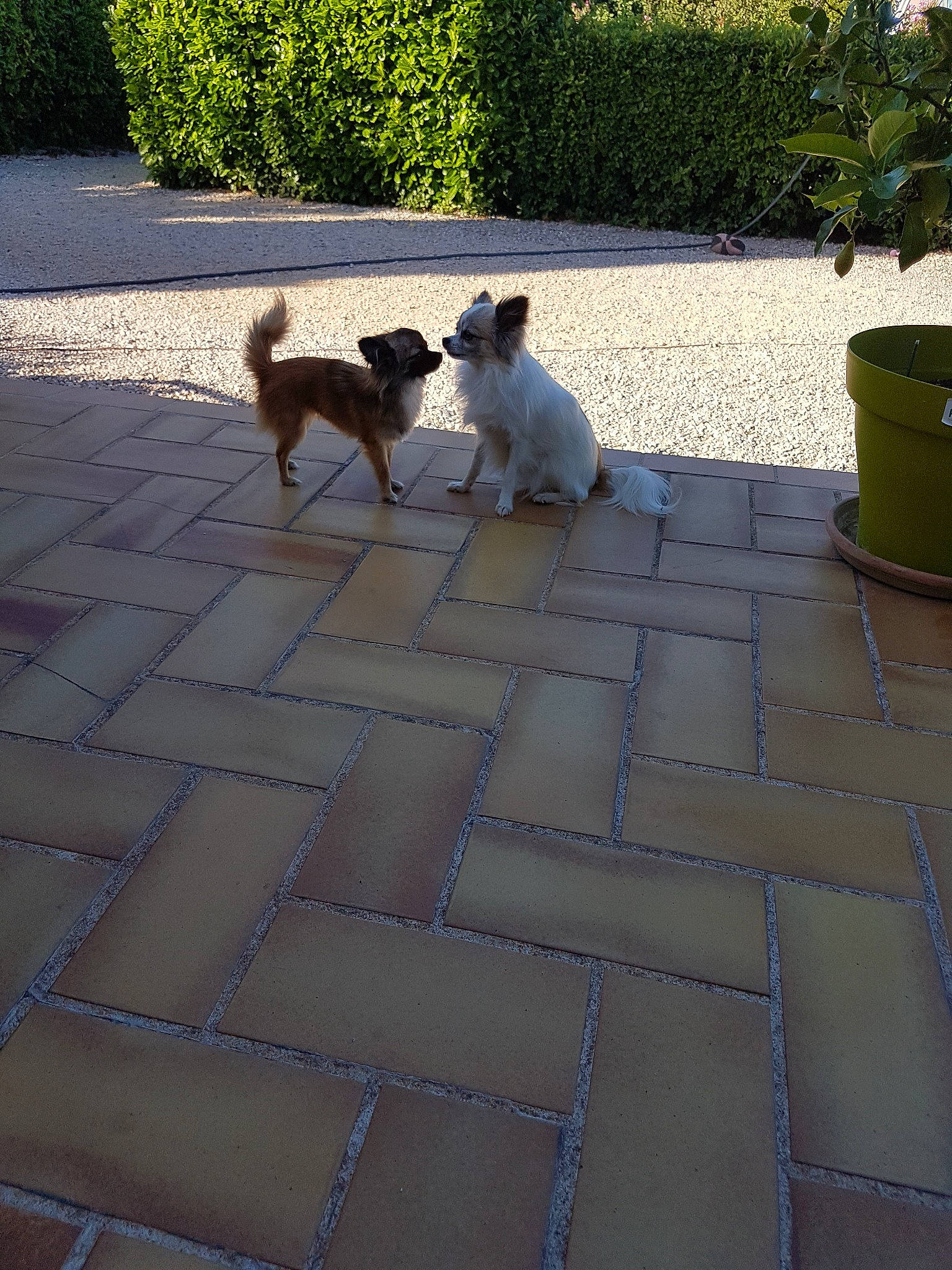 Maya Du Domaine Des Truffes Rose participe au concours pour gagner de l'argent avec cette photo : canidae, carnivore, companion_dog, danish_swedish_farmdog, dog, dog_breed, fawn, flagstone, floor, flooring, ratonero_bodeguero_andaluz, road_surface, smooth_fox_terrier, sporting_group, tail, tile, walkway