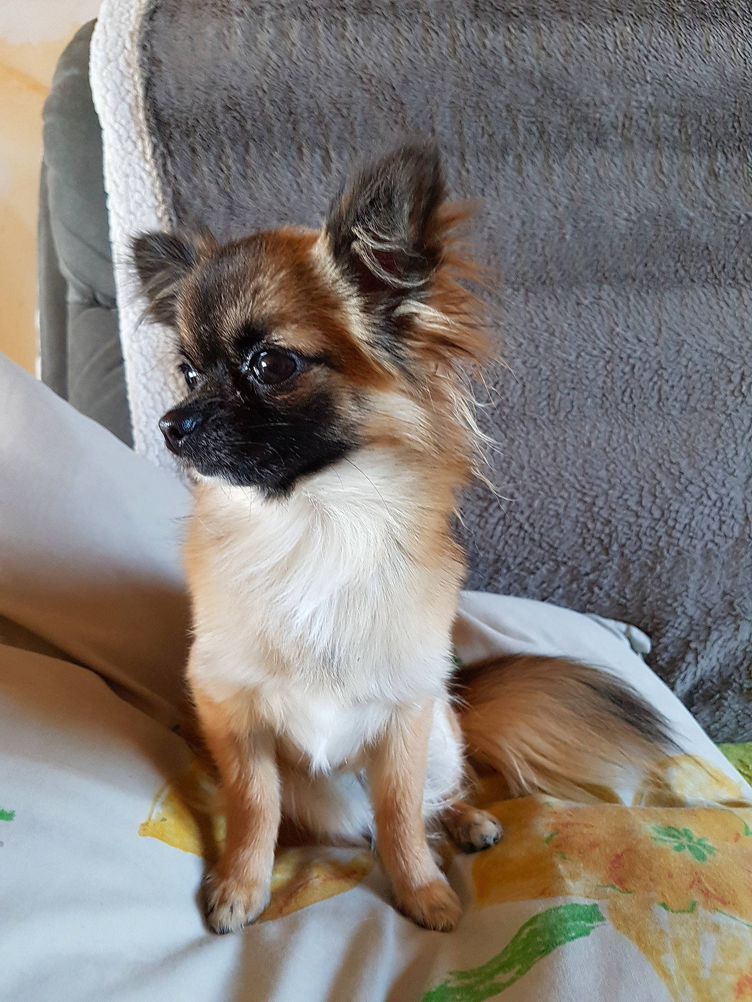 Maya Du Domaine Des Truffes Rose a rejoint le concours — aidez-le/la à gagner de superbes lots ! canidae, carnivore, chihuahua, companion_dog, dog, dog_breed, fawn, mammal, papillon, puppy, snout, sporting_group, tibetan_spaniel, toy_dog, vertebrate, whiskers