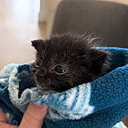Buggy joined the competition — help win amazing prizes! kitten, black_cat, animal, pet, fleece_blanket, blue_blanket, hand, cute, small, fur, whiskers, indoor, closeup, young, cozy, wrapped, curious, eyes, soft, portrait