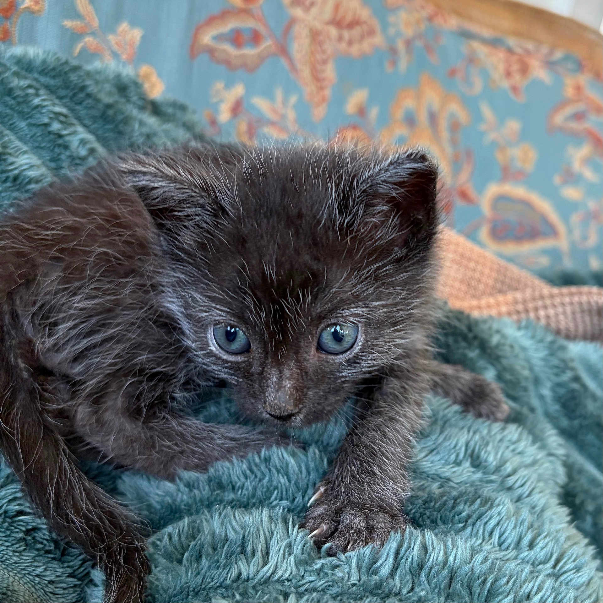 Buggy joined the competition — help win amazing prizes! kitten, black_cat, blue_eyes, furry, pet, animal, cute, closeup, blanket, indoor, cozy, small, young, fur, whiskers, claws, resting, curious, soft, domestic_cat