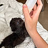 Buggy joined the competition — help win amazing prizes! kitten, black_cat, baby_animal, feeding, milk_bottle, hand, white_blanket, indoor, cute, furry, pet, animal, small, cozy, fur, whiskers, resting, domestic_cat, young, nurturing