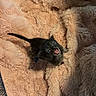 Buggy joined the competition — help win amazing prizes! kitten, black_cat, pet, animal, cute, furry, soft, blanket, cozy, indoor, small, fur, young, looking_up, mouth_open, playful, domestic_cat, resting, texture, warm