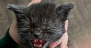 Buggy is registered to the contest to win money with this photo: kitten, cat, pet, animal, furry, cute, hand, claws, mouth_open, meowing, small, fur, closeup, indoor, holding, young, sleepy_eyes, adorable, black_fur, gray_fur