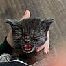 kitten, cat, pet, animal, furry, cute, hand, claws, mouth_open, meowing, small, fur, closeup, indoor, holding, young, sleepy_eyes, adorable, black_fur, gray_fur