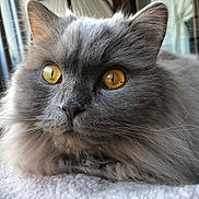 Tommy participe au concours pour gagner de l'argent avec cette photo : cat, gray_cat, fluffy, golden_eyes, closeup, window, indoor, pet, feline, whiskers, resting, soft_fur, cozy, blanket, portrait, animal, cute, domestic_cat, relaxed, curious