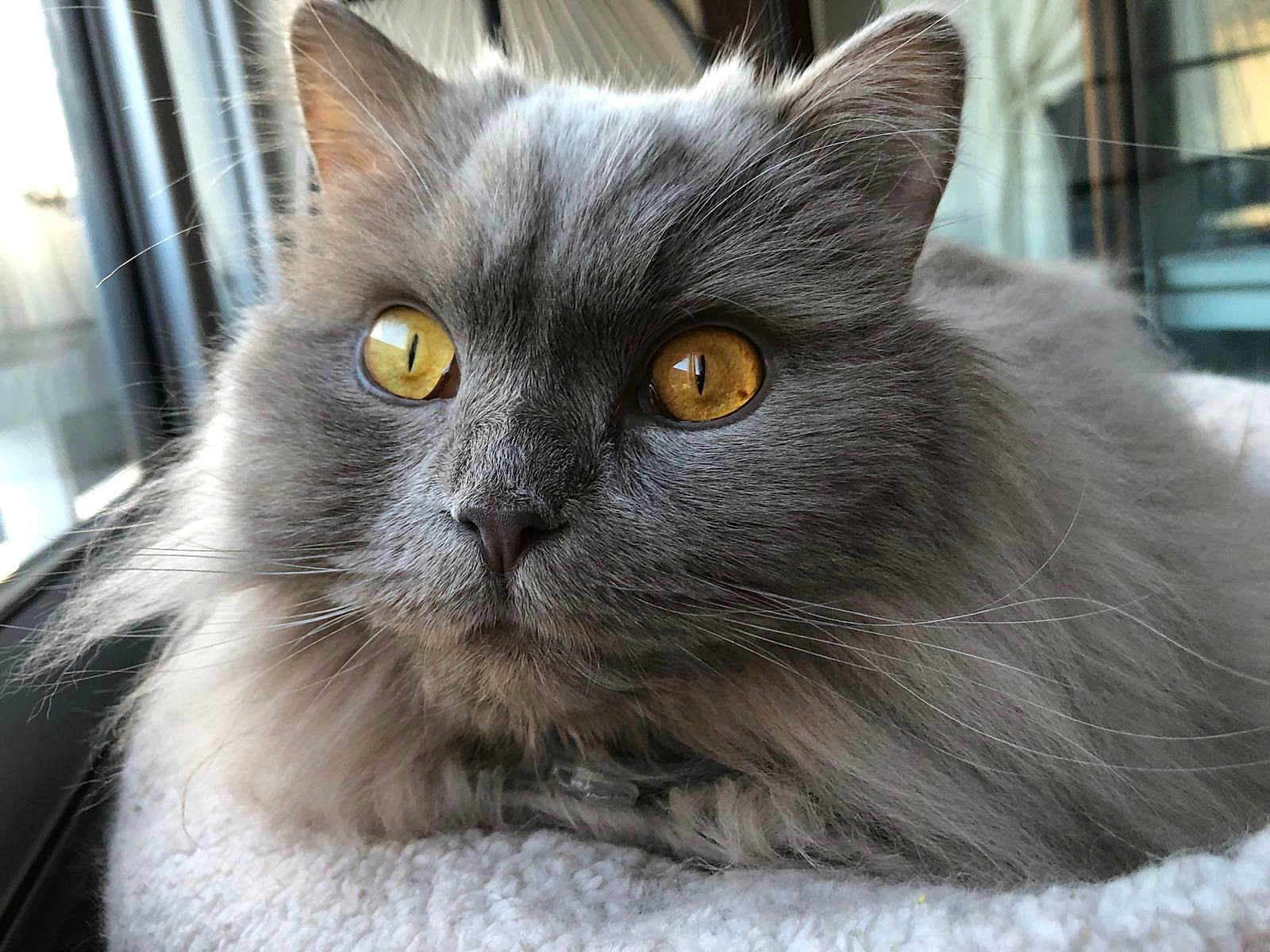 Tommy participe au concours pour gagner de l'argent avec cette photo : cat, gray_cat, fluffy, golden_eyes, closeup, window, indoor, pet, feline, whiskers, resting, soft_fur, cozy, blanket, portrait, animal, cute, domestic_cat, relaxed, curious