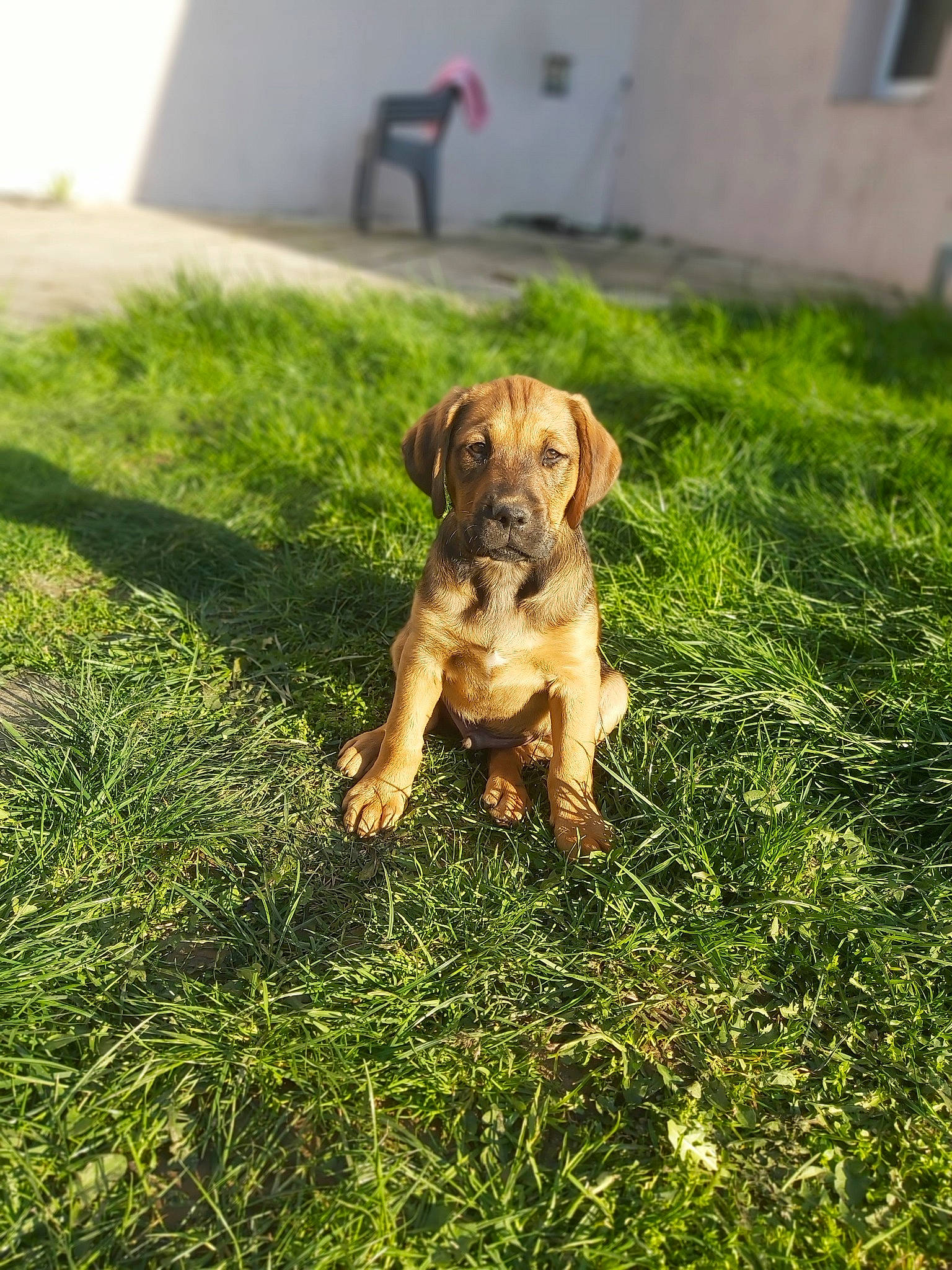 Jedi a rejoint le concours — aidez-le/la à gagner de superbes lots ! boerboel, broholmer, canidae, carnivore, companion_dog, dog, dog_breed, fawn, grass, mammal, plant, rare_breed_dog, sporting_group, tosa, vertebrate