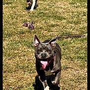 Ulane a rejoint le concours — aidez-le/la à gagner de superbes lots ! dog, grass, outdoor, playful, sunny, pet, animal, running, tongue_out, happy, ears_up, collar, field, summer, daylight, toy, nature, canine, muzzle, active