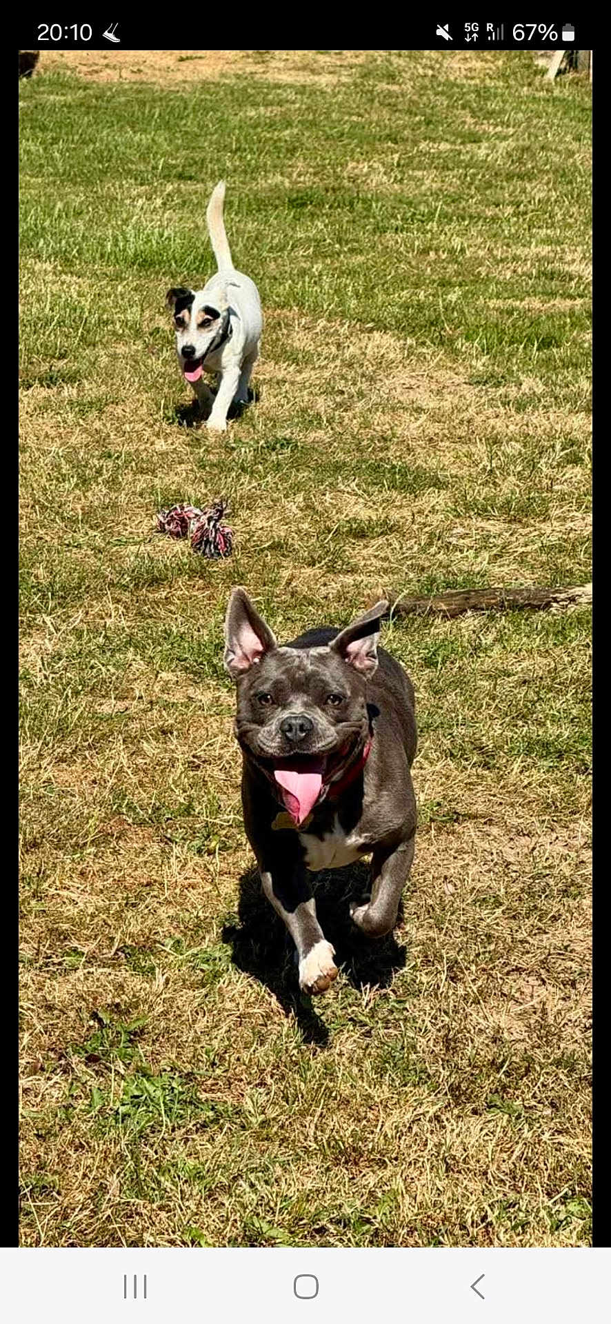 Ulane a rejoint le concours — aidez-le/la à gagner de superbes lots ! dog, grass, outdoor, playful, sunny, pet, animal, running, tongue_out, happy, ears_up, collar, field, summer, daylight, toy, nature, canine, muzzle, active