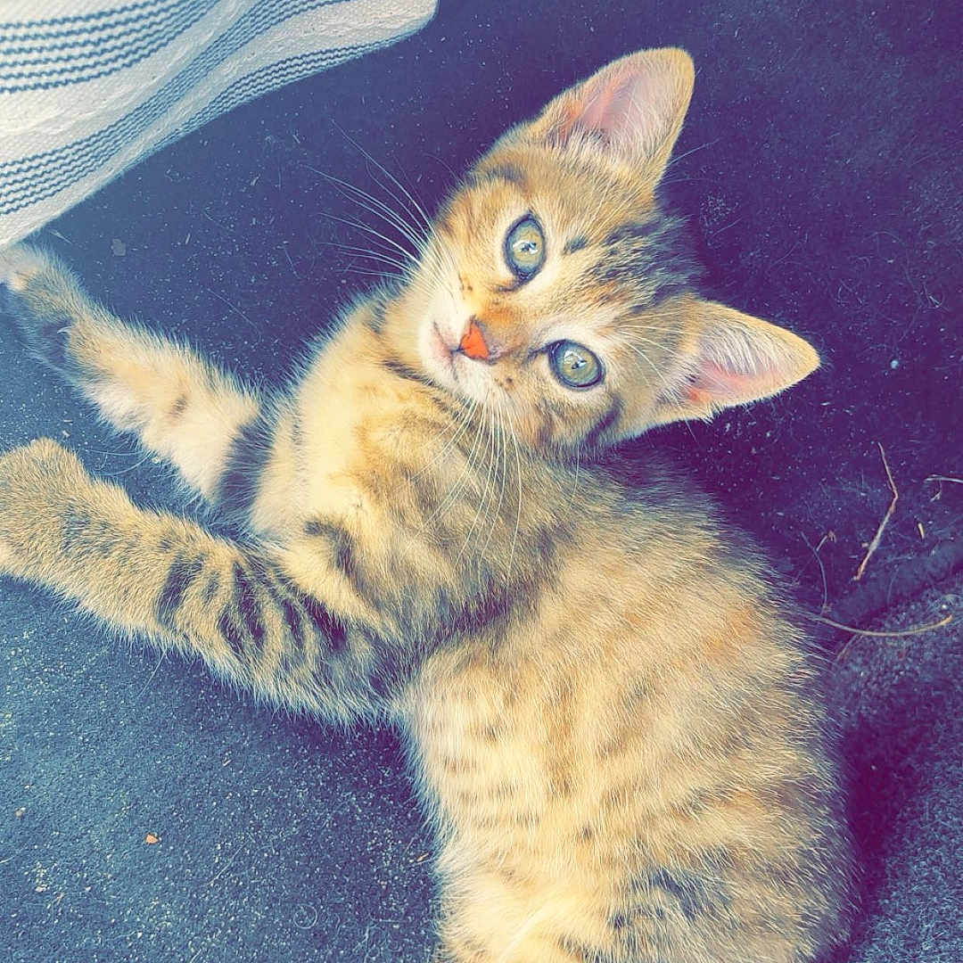 Lyla a rejoint le concours — aidez-le/la à gagner de superbes lots ! animal, cat, curious, cute, domestic, ears, eyes, feline, floor, fur, indoor, kitten, paw, pet, resting, striped_fabric, tabby, texture, whiskers, young
