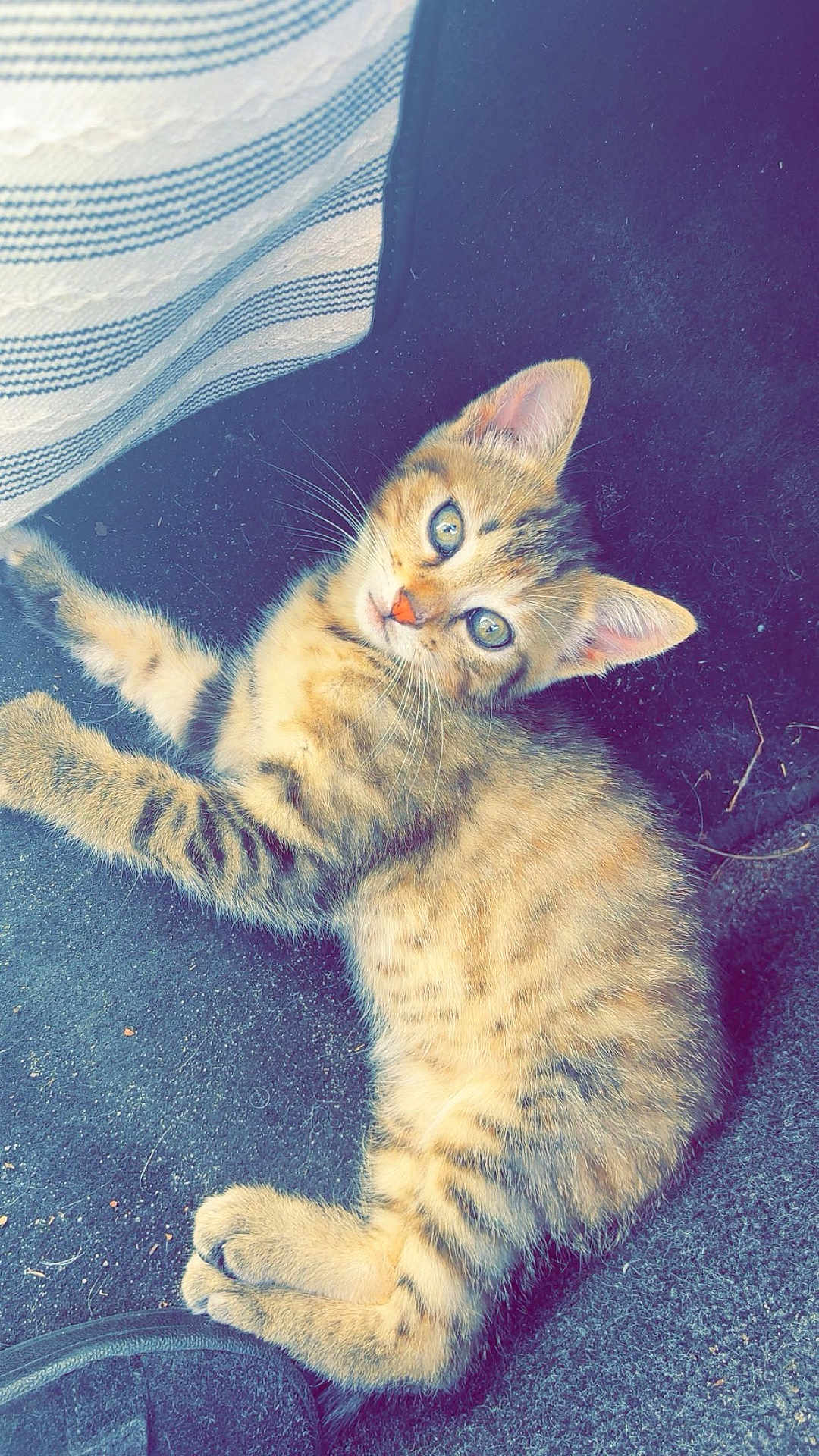 Lyla a rejoint le concours — aidez-le/la à gagner de superbes lots ! kitten, cat, tabby, pet, animal, fur, whiskers, ears, eyes, paw, striped_fabric, texture, floor, cute, domestic, young, feline, resting, indoor, curious