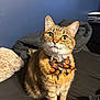 cat, feline, tabby, pet, bow_tie, halloween, pumpkin_pattern, bed, blanket, pillow, indoor, portrait, whiskers, green_eyes, ears, fur, sitting, looking_up, collar, domestic_cat