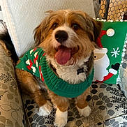 Toby joined the competition — help win amazing prizes! dog, pet, christmas_sweater, sweater, tongue_out, sitting, armchair, cushion, pillow, santa_pillow, festive, cozy, fur, paws, indoor, home, happy, cute, portrait, smiling