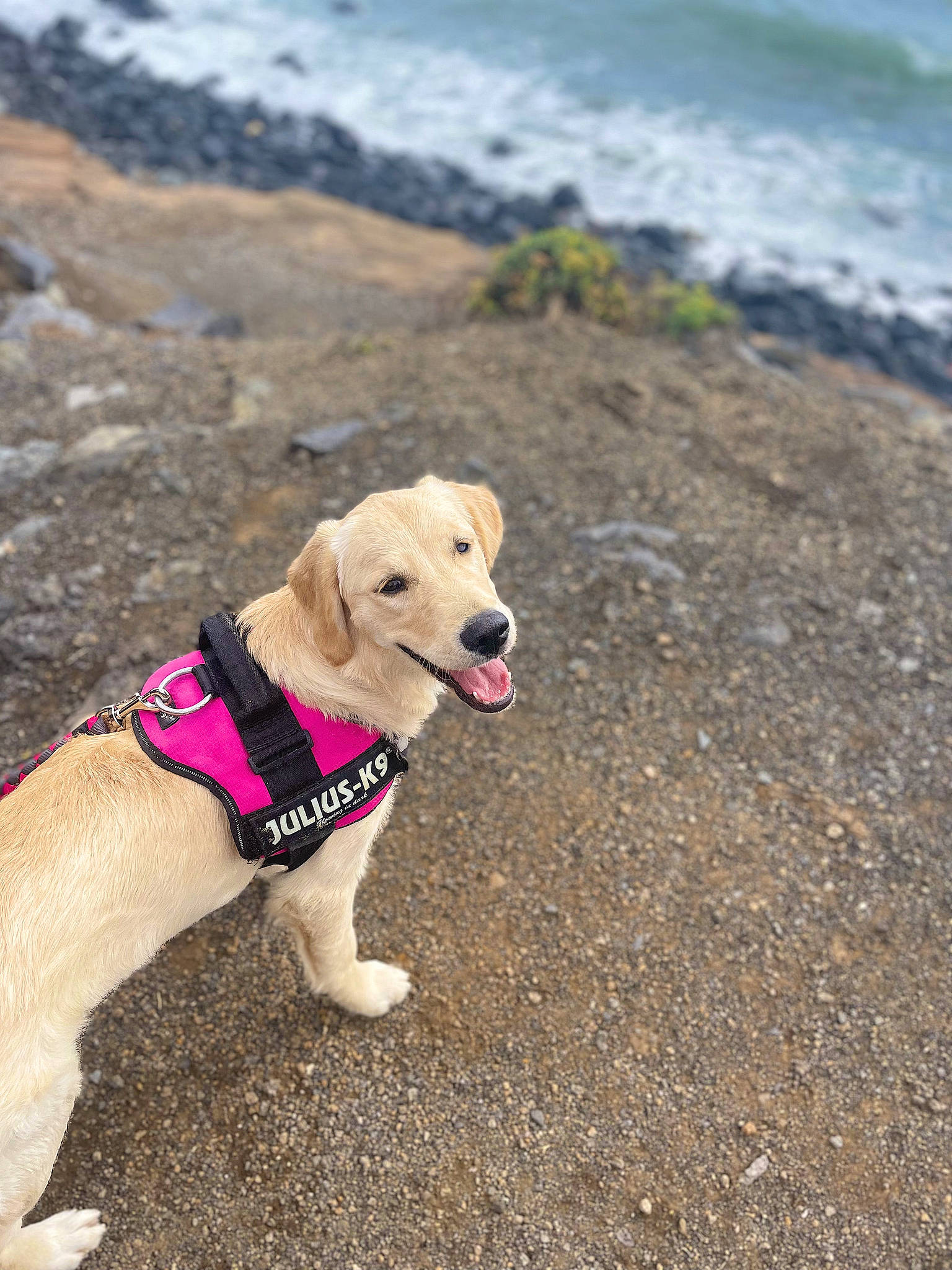 Tya participe au concours pour gagner de l'argent avec cette photo : beach, canidae, carnivore, collar, companion_dog, dog, dog_breed, dog_collar, dog_supply, fawn, lake, leash, pet_supply, retriever, sand, snout, sporting_group, tail, water, working_animal