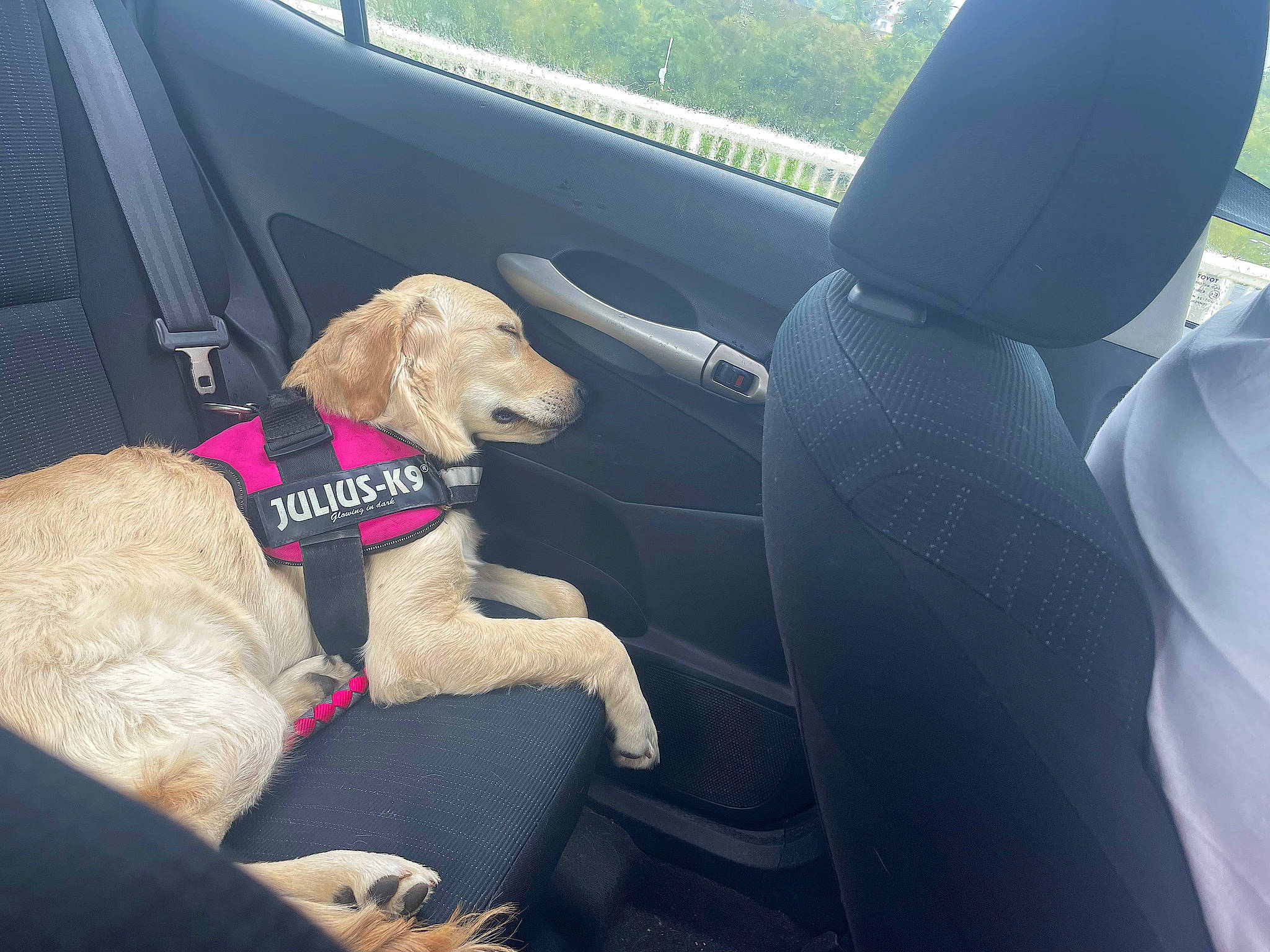 Tya a rejoint le concours — aidez-le/la à gagner de superbes lots ! auto_part, automotive_exterior, car, car_seat, car_seat_cover, carnivore, collar, companion_dog, dog, dog_breed, dog_collar, family_car, fawn, head_restraint, motor_vehicle, personal_luxury_car, seat_belt, steering_part, vehicle, vehicle_door