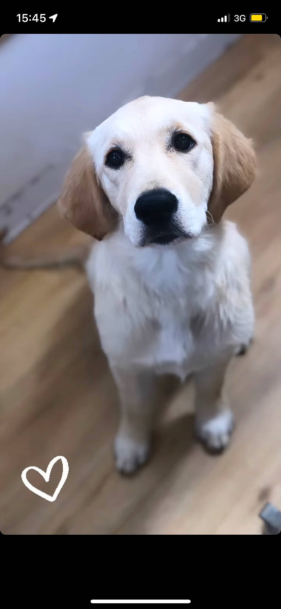 Tya a rejoint le concours — aidez-le/la à gagner de superbes lots ! ancient_dog_breeds, canidae, carnivore, companion_dog, dog, dog_breed, fawn, flooring, fur, gun_dog, hardwood, labrador_retriever, paw, retriever, snout, sporting_group, terrestrial_animal, whiskers, wood, working_animal