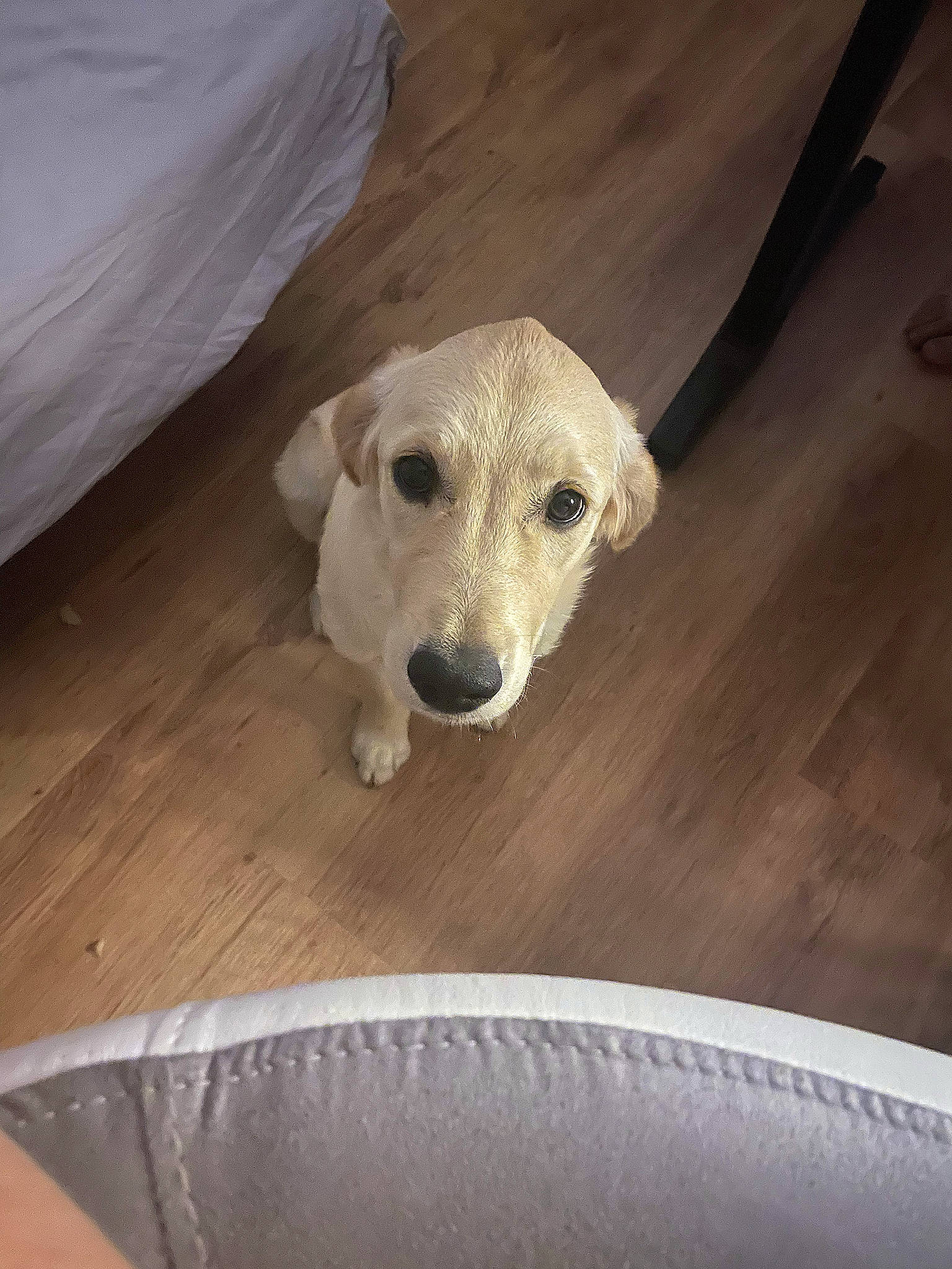 Tya participe au concours pour gagner de l'argent avec cette photo : canidae, carnivore, comfort, companion_dog, dog, dog_breed, fawn, floor, flooring, hardwood, metal, non_sporting_group, paw, pet_supply, rectangle, snout, wood, wood_flooring, wood_stain, working_animal