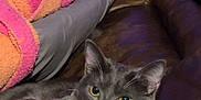 Chowder is registered to the contest to win money with this photo: cat, gray_cat, white_cat, pet, animal, indoor, couch, leather_couch, blanket, striped_blanket, human_leg, relaxing, cozy, feline, fur, yellow_eyes, whiskers, close_up, household, resting